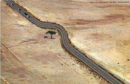 Plant Trees, Save Energy